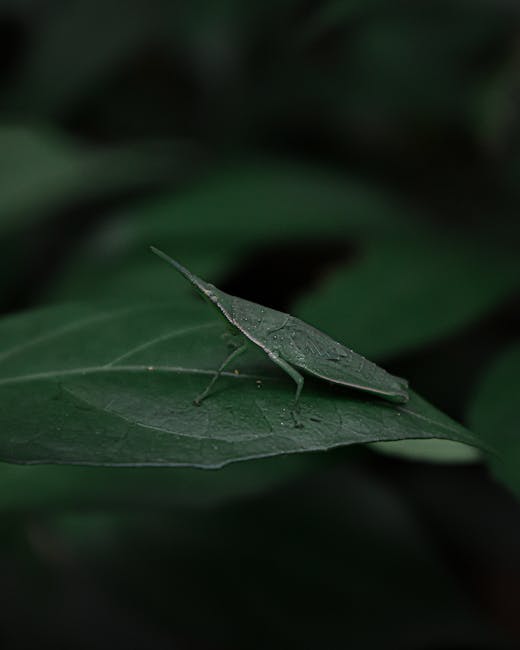 A close-up image of a green leaf with a small, green insect resembling a katydid or grasshopper perched on its surface. The leaf has a smooth texture with visible veins and a slightly pointed tip, and