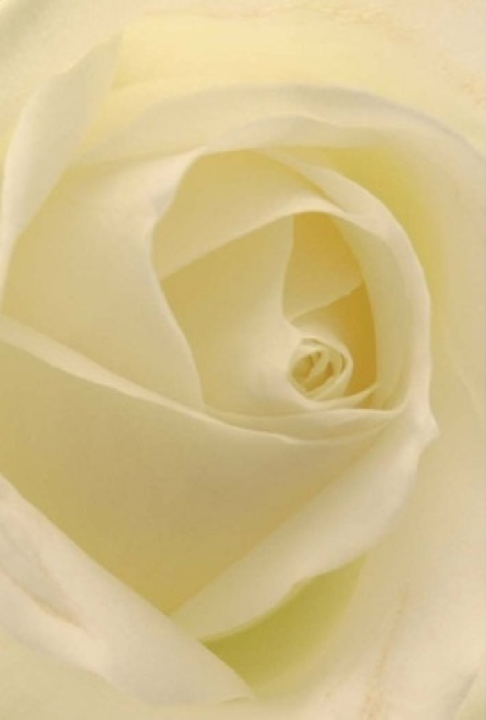From the calm heart of Islington, this close-up study of a white rose captivates with its blend of softness and precise layering. The delicacy of each petal-from silky cream to near-translucent white-suggests an otherworldly illumination, as if the flower glows with the soft light that falls across Barnsbury's leafy streets. Subtle folds and gentle shadows lend depth and sophistication, elevating this rose to more than just a bloom-it becomes a symbol of heartfelt honesty, perfect for apologies, declarations of love, or as a highlight at weddings in Islington Town Hall. Local florists, steeped in the traditions of Chapel Market, arrange each petal to perfection, creating a tranquil centrepiece that radiates understated fragrance and peaceful intent. The artistry within this composition mirrors the neighbourhood's sophisticated yet welcoming spirit, inviting anyone who beholds it to share in moments of gratitude, remembrance, or celebration.
